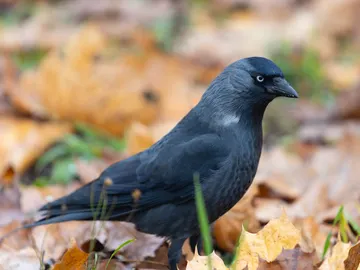 Grajilla Grajilla