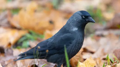 Grajilla Grajilla