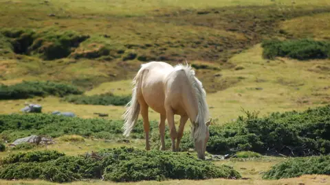 Peñalara Peñalara