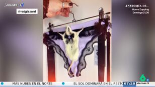 La surrealista lencer&iacute;a dise&ntilde;ada con ratas disecadas por 120 euros que deja en shock a Aruser@s