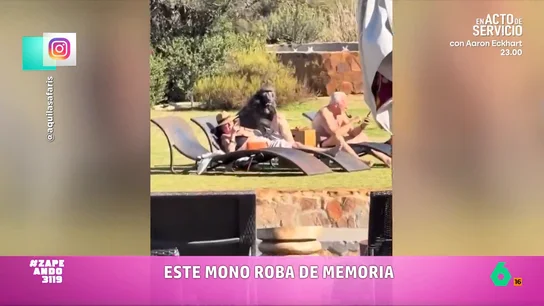 Un babuino se vuelve viral después de robar comida a unos turistas: huye a la carrera tras ser descubierto Una pareja estaba disfrutando de un momento de relax en una hamaca cuando el animal se acercó para disfrutar de la comida que tenían. Pero su festín se ve interrumpido por el trabajador del hotel.