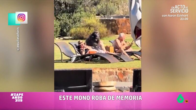 Un babuino se vuelve viral despu&eacute;s de robar comida a unos turistas: huye a la carrera tras ser descubierto