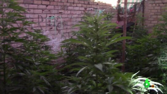 1.000 macetas de marihuana, joyas, 40 pares de zapatos: todo lo que guardaba 'El Patr&oacute;n' en su casa