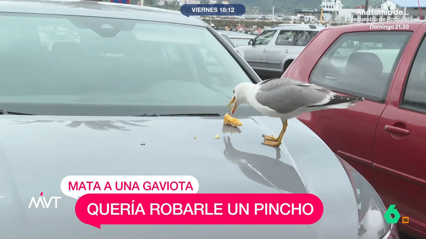 Debate en Gijón tras la detención de un hombre por matar a una gaviota que quiso robarle el pincho mvt-mata-gaviota-pincho
