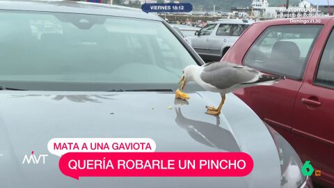 mvt-mata-gaviota-pincho
