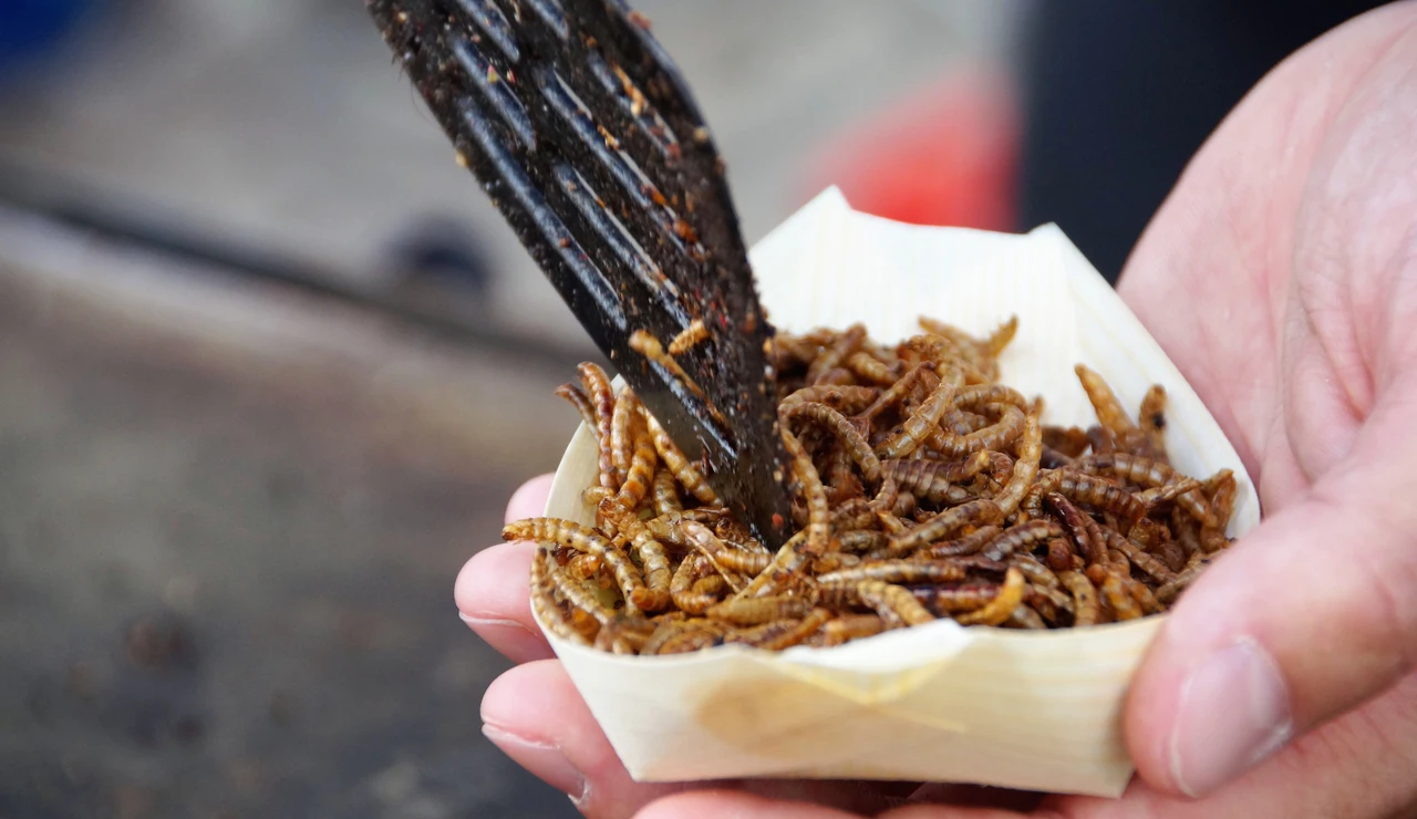 Comer insectos