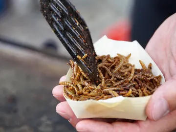 Comer insectos Comer insectos