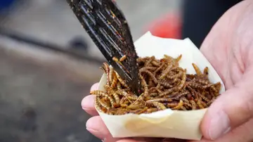 Comer insectos Comer insectos