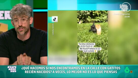 El veterinario indica si encontramos gatitos en la calle primero debemos confirmar si tienen madre ya que, en muchos casos, suele estar cerca y solo se ha ido a buscar comida. 