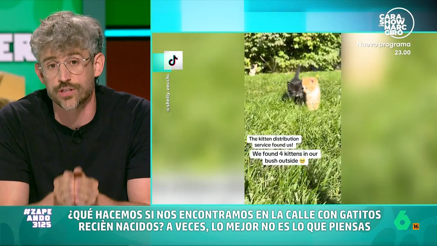 ¿Qué debemos hacer si encontramos una camada de gatitos en la calle? Víctor Algra lo explica en este vídeo El veterinario indica si encontramos gatitos en la calle primero debemos confirmar si tienen madre ya que, en muchos casos, suele estar cerca y solo se ha ido a buscar comida.