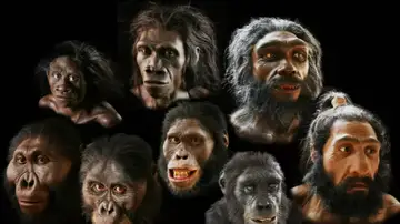 Diferentes tipos de homínidos Diferentes tipos de homínidos