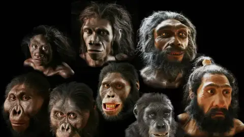 Diferentes tipos de homínidos Diferentes tipos de homínidos