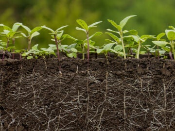 Plantas con ra&iacute;ces
