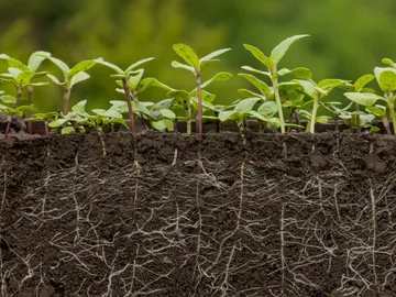 Plantas con raíces Plantas con raíces