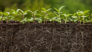 Plantas con raíces Plantas con raíces