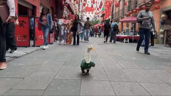 As&iacute; es Merl&iacute;n, el futbolero pato-l&oacute;gico que se ha convertido en la mascota no oficial de M&eacute;xico en el Mundial
