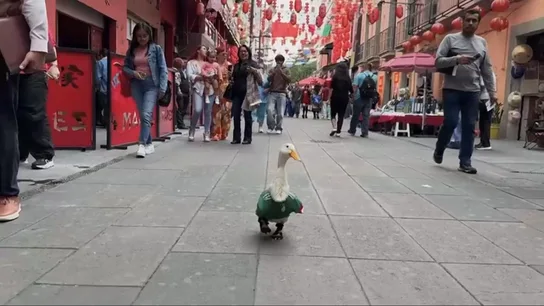 Así es Merlín, el futbolero pato-lógico que se ha convertido en la mascota no oficial de México en el Mundial Así es Merlín, el futbolero pato-lógico que se ha convertido en la mascota no oficial de México en el Mundial