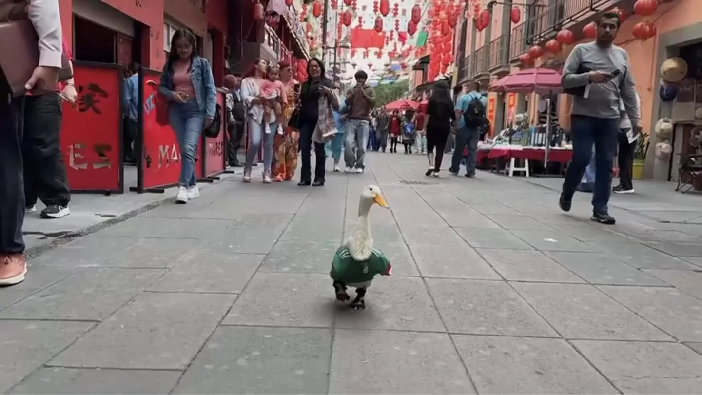 Así es Merlín, el futbolero pato-lógico que se ha convertido en la mascota no oficial de México en el Mundial Así es Merlín, el futbolero pato-lógico que se ha convertido en la mascota no oficial de México en el Mundial
