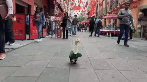 Así es Merlín, el futbolero pato-lógico que se ha convertido en la mascota no oficial de México en el Mundial Así es Merlín, el futbolero pato-lógico que se ha convertido en la mascota no oficial de México en el Mundial