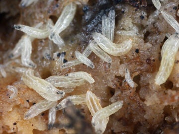 Larvas de moscas de la fruta