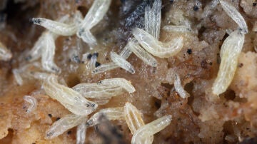 Larvas de moscas de la fruta