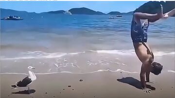 GAVIOTA