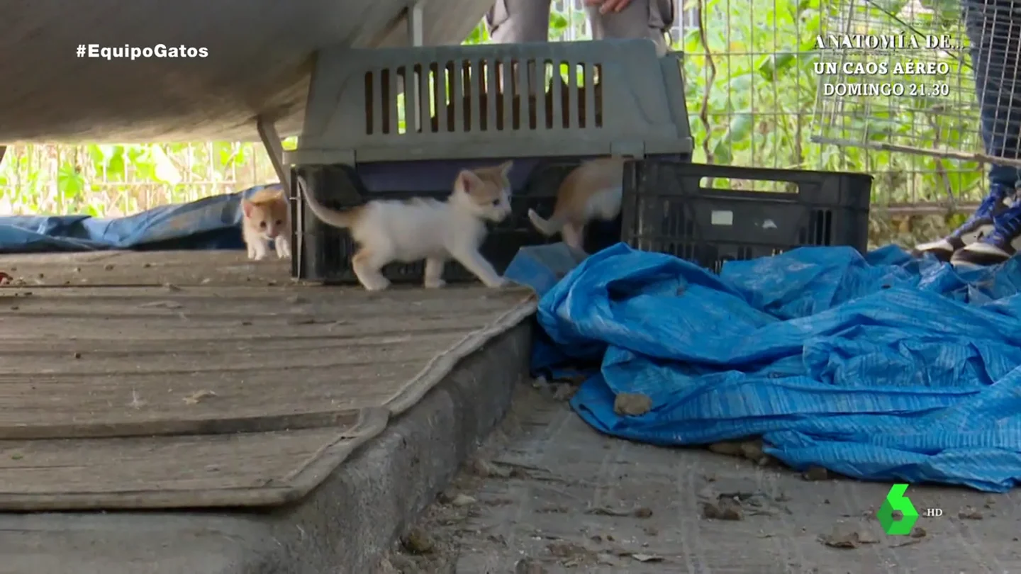 "Una gata puede dar entre 15 y 20 gatitos en 6 meses": así trabajan los voluntarios para frenar la sobrepoblación felina "Una gata puede dar entre 15 y 20 gatitos en 6 meses": así trabajan los voluntarios para frenar la sobrepoblación felina