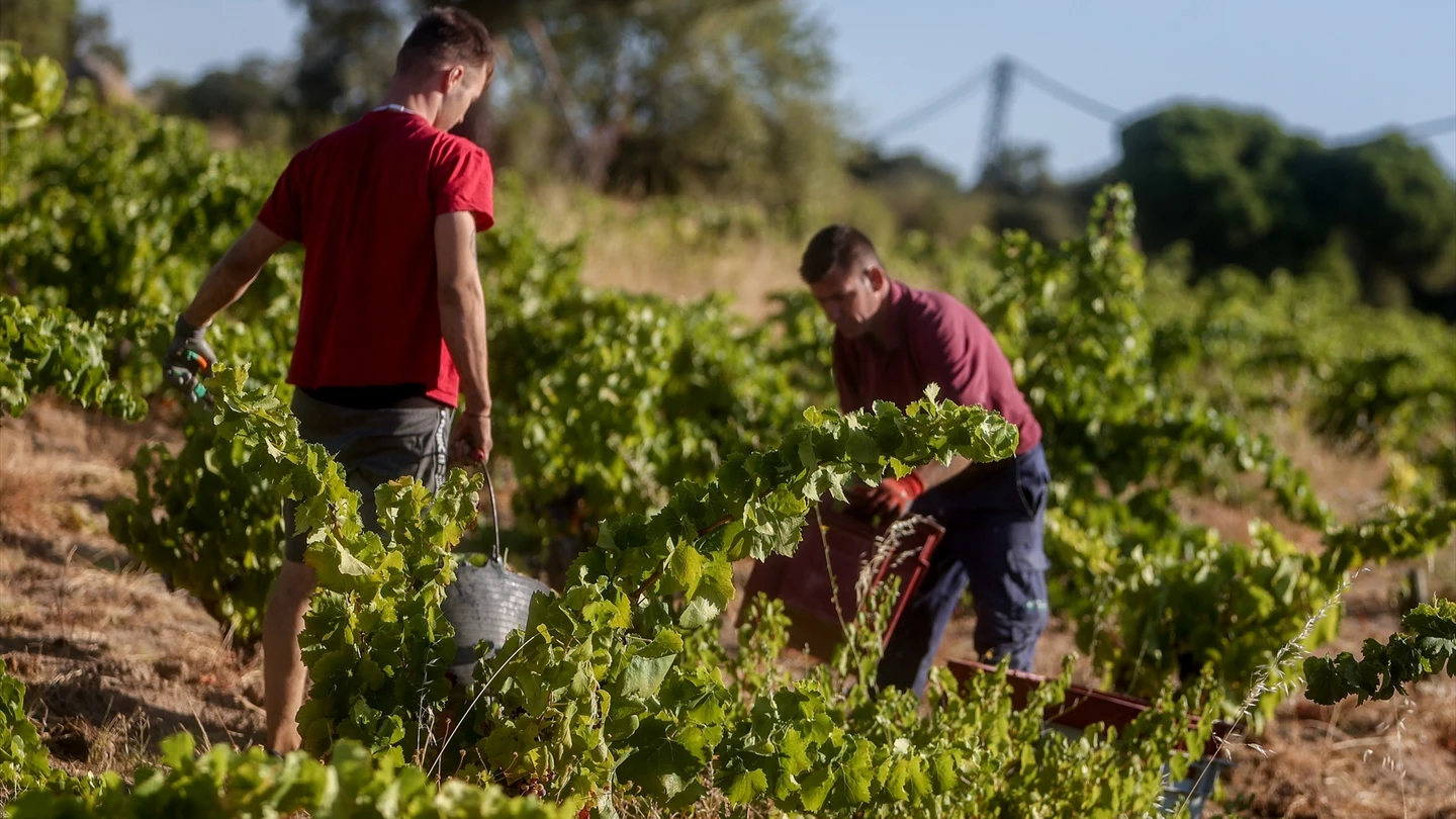 Trabajadores recogen uvas bajo el sol en una imagen de archivo. Trabajadores recogen uvas bajo el sol en una imagen de archivo.