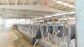 Hasta ocho litros menos de leche, cojeras y abortos: los ganaderos gallegos instalan sistemas de climatizaci&oacute;n para proteger a sus animales del calor
