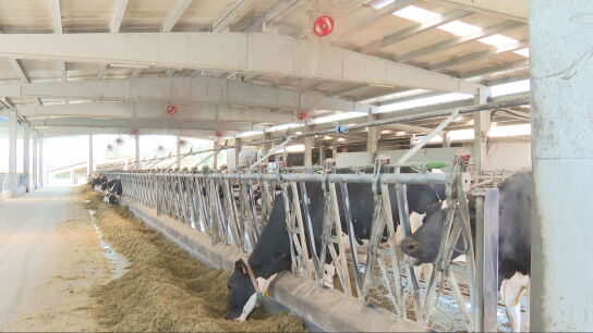 Hasta ocho litros menos de leche, cojeras y abortos: los ganaderos gallegos instalan sistemas de climatizaci&oacute;n para proteger a sus animales del calor