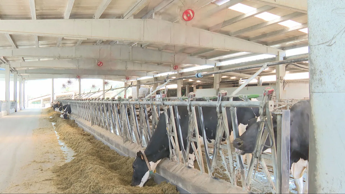Hasta ocho litros menos de leche, cojeras y abortos: los ganaderos gallegos instalan sistemas de climatización para proteger a sus animales del calor Hasta ocho litros menos de leche, cojeras y abortos: los ganaderos gallegos instalan sistemas de climatización para proteger a sus animales del calor