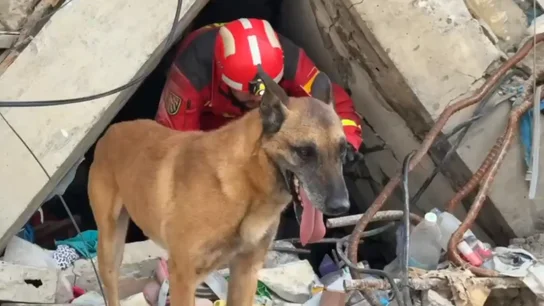 El olfato también salva vidas: así es el trabajo de los ocho perros de rescate que acompañan a la UME en la tragedia de Venezuela El olfato también salva vidas: así es el trabajo de los ocho perros de rescate que acompañan a la UME en la tragedia de Venezuela