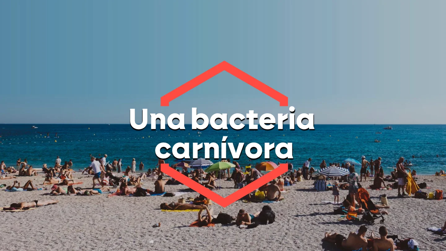Llega a las costas españolas la 'Vibrio vulnificus', la bacteria carnívora que atemoriza al norte de Europa Llega a las costas españolas la 'Vibrio vulnificus', la bacteria carnívora que atemoriza al norte de Europa