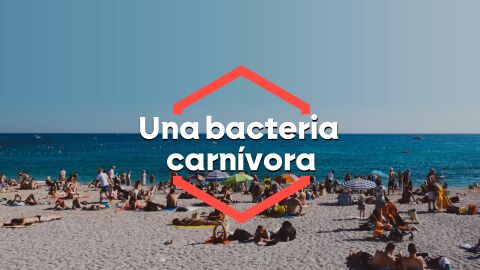 Llega a las costas espa&ntilde;olas la 'Vibrio vulnificus', la bacteria carn&iacute;vora que atemoriza al norte de Europa