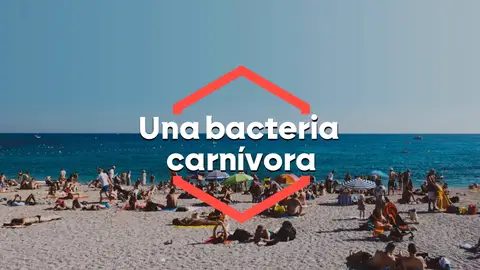 Llega a las costas españolas la 'Vibrio vulnificus', la bacteria carnívora que atemoriza al norte de Europa Llega a las costas españolas la 'Vibrio vulnificus', la bacteria carnívora que atemoriza al norte de Europa