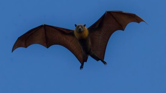 Un murci&eacute;lago volando