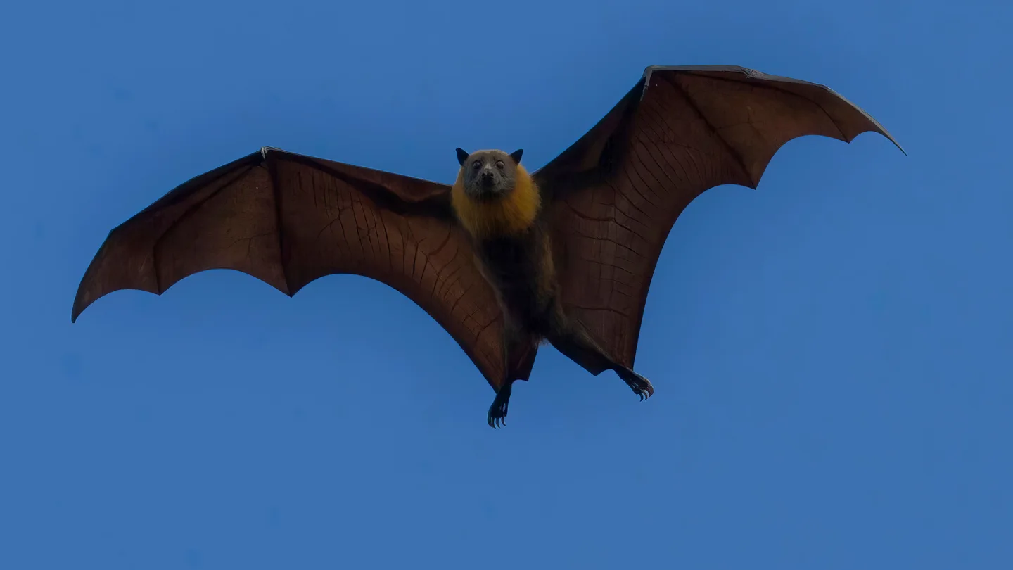 Un murciélago volando Un murciélago volando