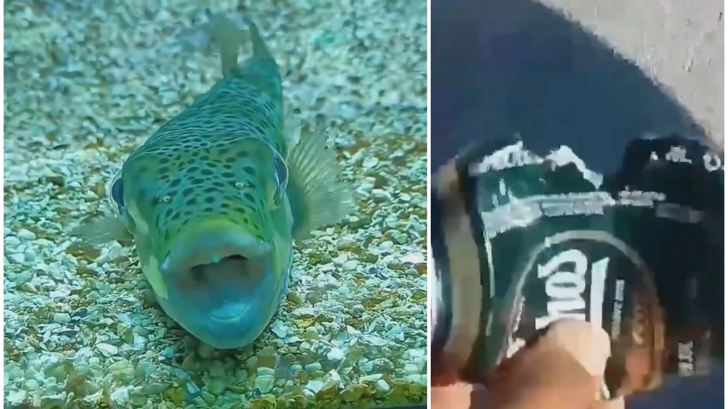 El pez cabeza de liebre El pez cabeza de liebre