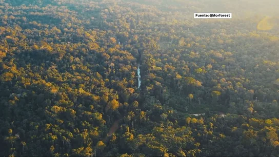 Una IA verde: varias empresas trabajan para conseguir que los drones aceleren la reforestación Una IA verde: varias empresas trabajan para conseguir que los drones aceleren la reforestación