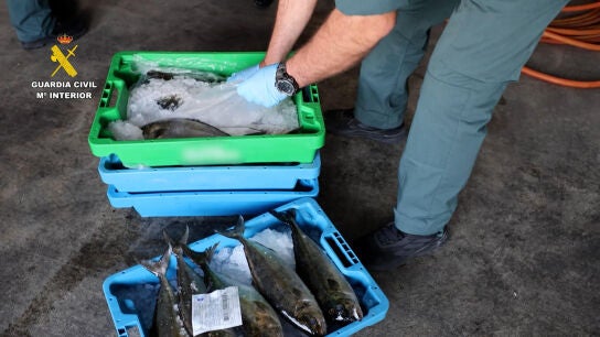 Dos detenidos por robar 227 kilos de pescado t&oacute;xico y venderlo como si fuera "de captura salvaje"