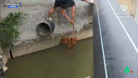 Un hombre rescata a un perro de un arroyo y sorprende la reacci&oacute;n del animal: "Es muy inteligente"