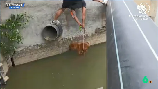 Un hombre rescata a un perro de un arroyo y sorprende la reacción del animal: "Es muy inteligente" Un hombre rescata a un perro de un arroyo y sorprende la reacción del animal: "Es muy inteligente"