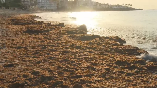 Algas asiáticas en la costa andaluza Algas asiáticas en la costa andaluza