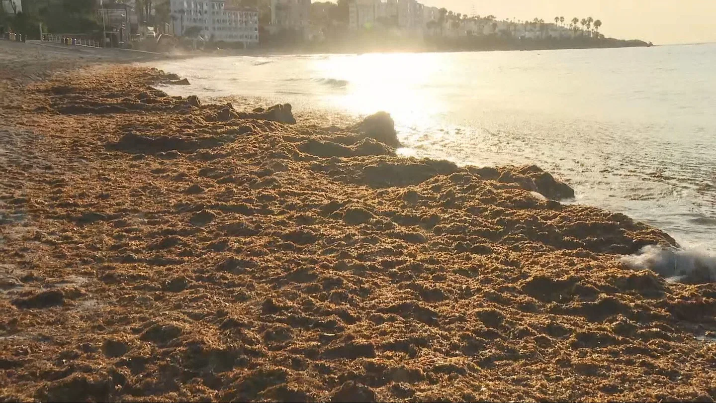 Algas asiáticas en la costa andaluza Algas asiáticas en la costa andaluza