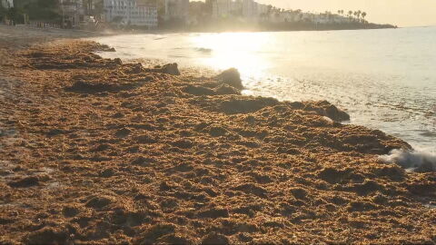 Algas asi&aacute;ticas en la costa andaluza
