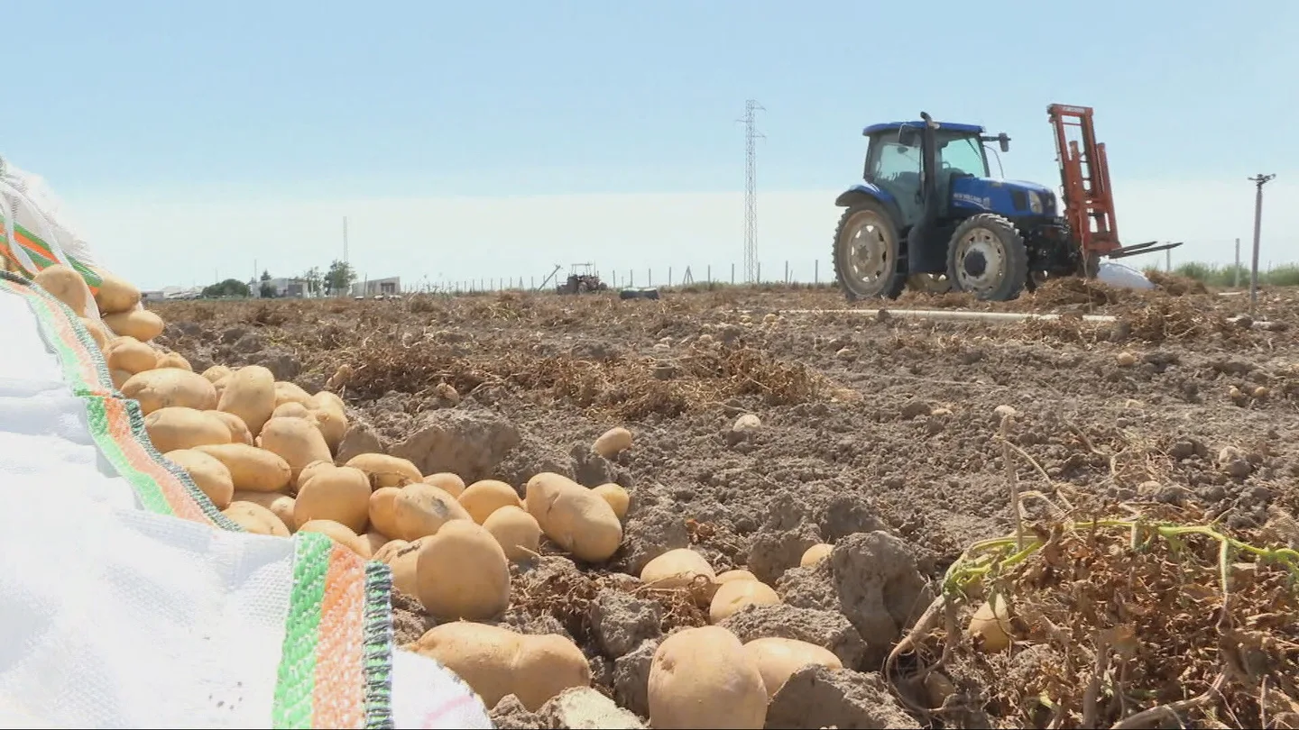 Imagen de un saco de patatas Imagen de un saco de patatas