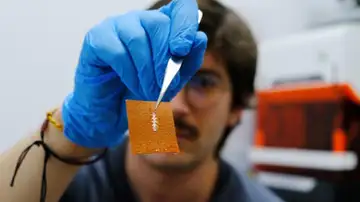 El investigador Yigit Sozen sostiene un chip en un trozo de piel El investigador Yigit Sozen sostiene un chip en un trozo de piel