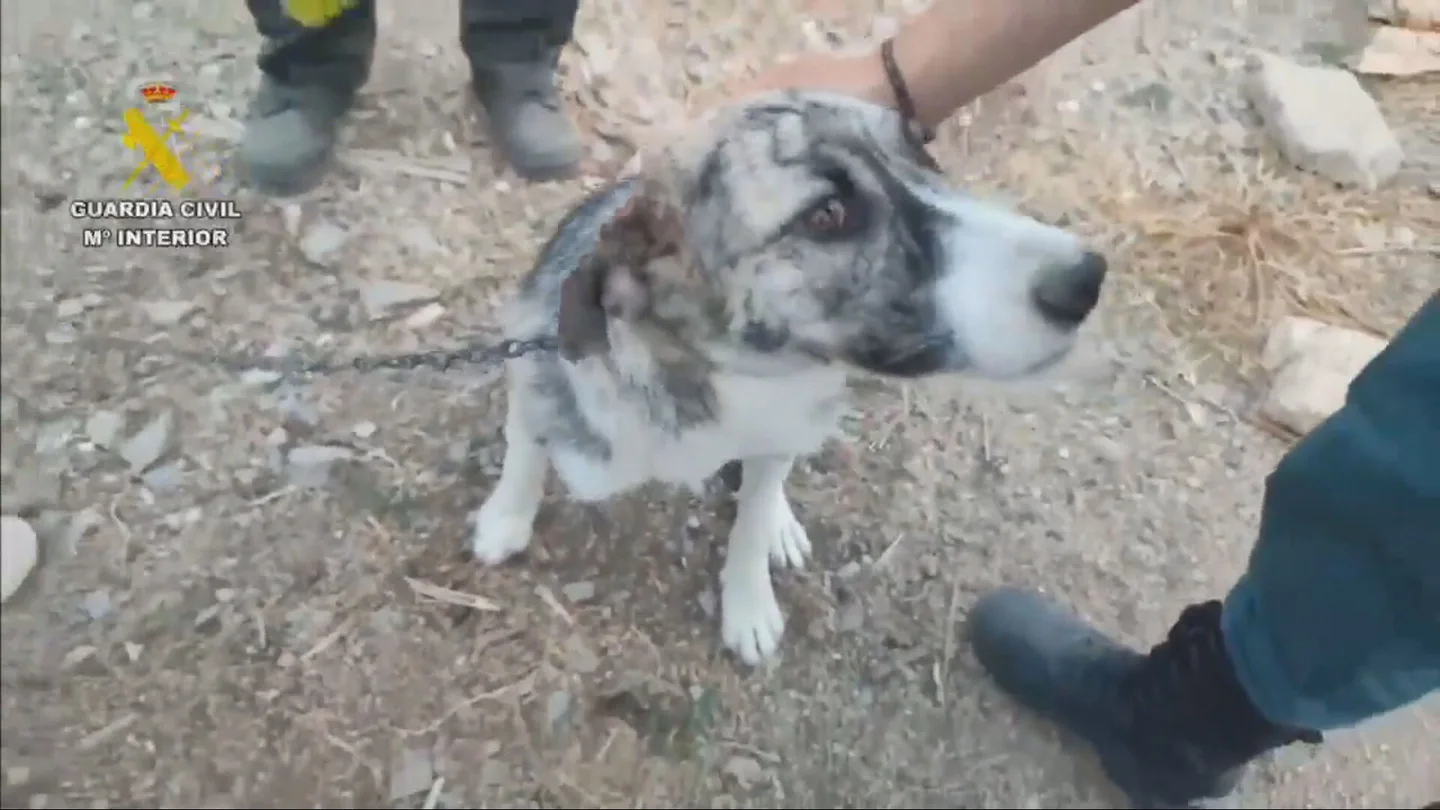 Perro rescatado tras el incendio de Los Gallardos Perro rescatado tras el incendio de Los Gallardos
