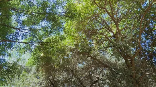 Fresnos, olivos y naranjos o los árboles que más nos ayudan a refrescarnos en verano con su sombra Fresnos, olivos y naranjos o los árboles que más nos ayudan a refrescarnos en verano con su sombra