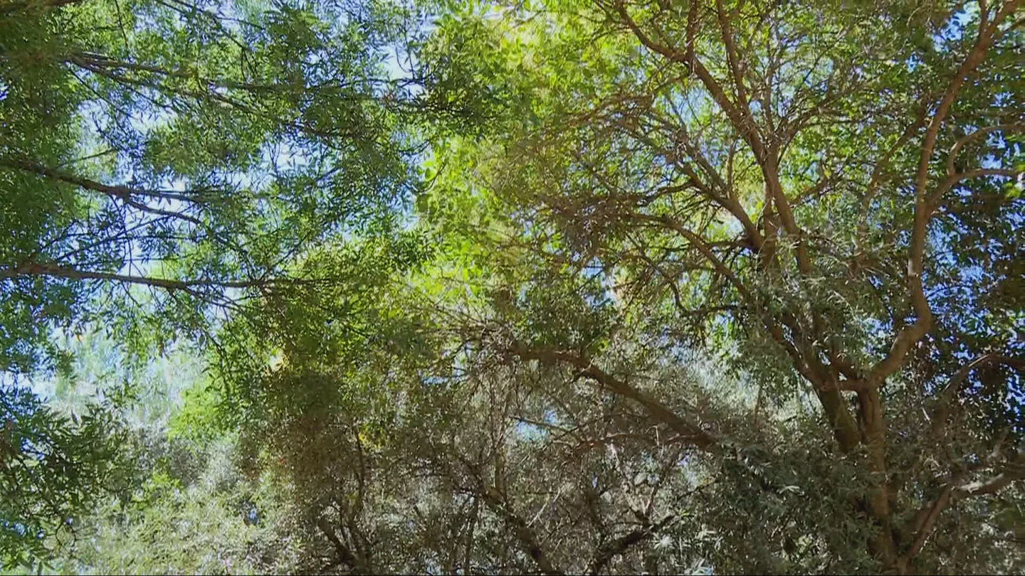 Fresnos, olivos y naranjos o los árboles que más nos ayudan a refrescarnos en verano con su sombra Fresnos, olivos y naranjos o los árboles que más nos ayudan a refrescarnos en verano con su sombra